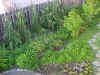 garden4.JPG (118510 bytes)