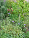 garden9.JPG (150502 bytes)